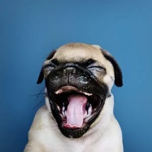 the-happiness-advantage