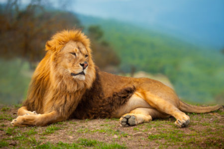 the-lion-king-o-rei-leao-um-novo-remake-da-disney