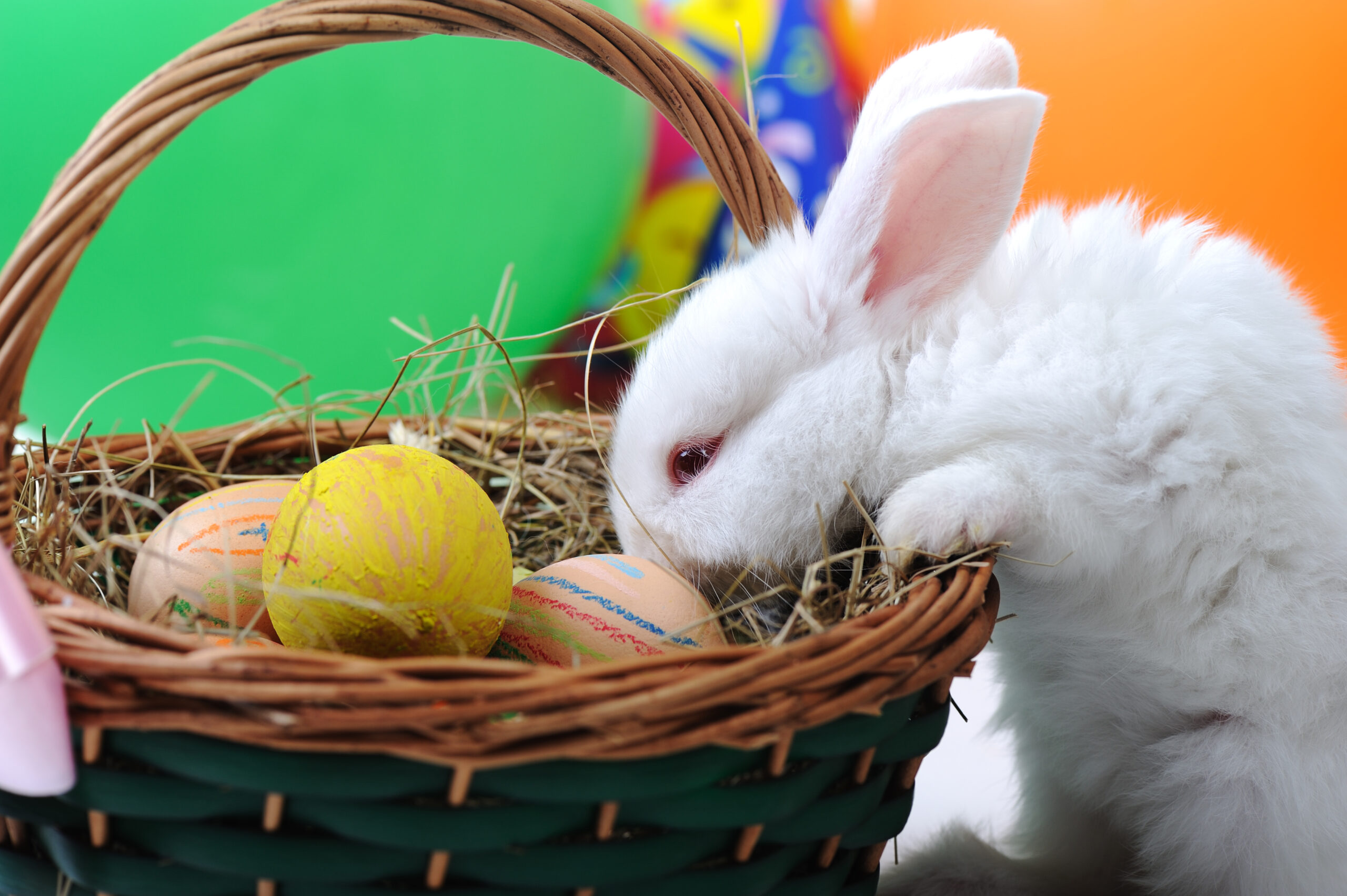 Почему кролик символ пасхи. Пасхальный кролик (белый). Пасхальный заяц фото. Австралийский Пасхальный кролик. Кролик в корзине.